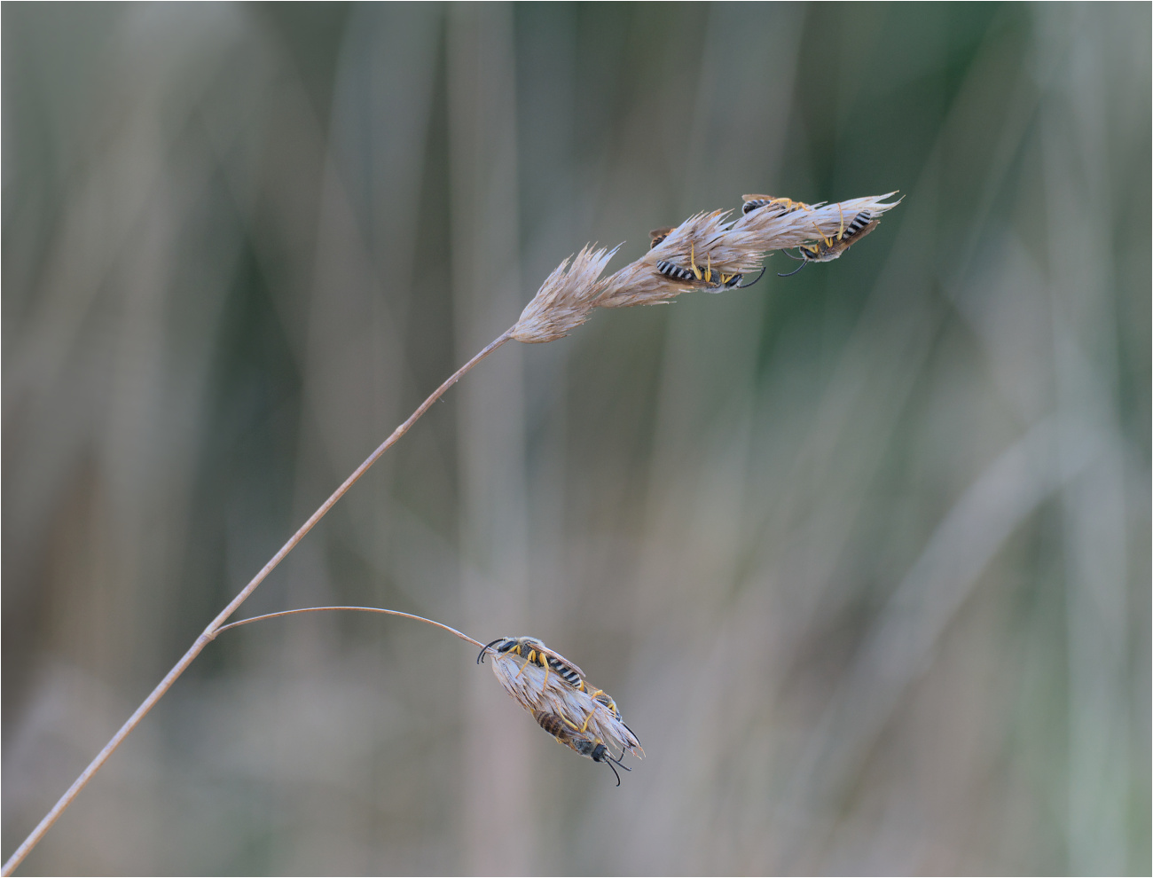 "Bienenkuscheln"