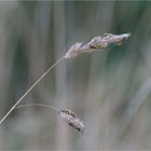 "Bienenkuscheln"