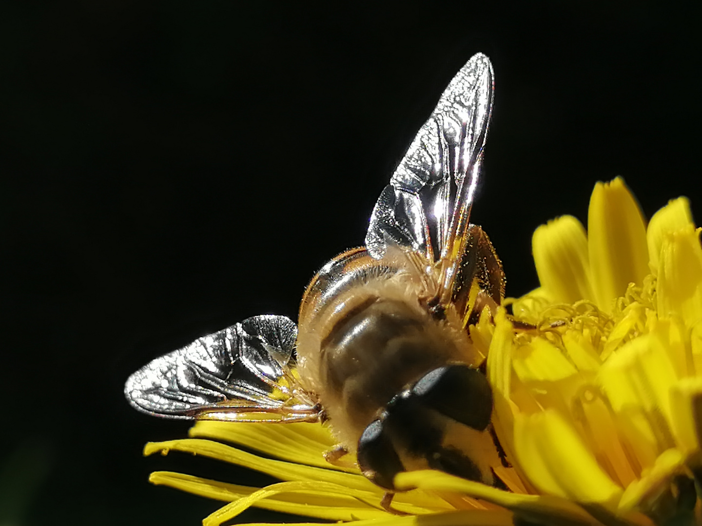 Bienenkuss