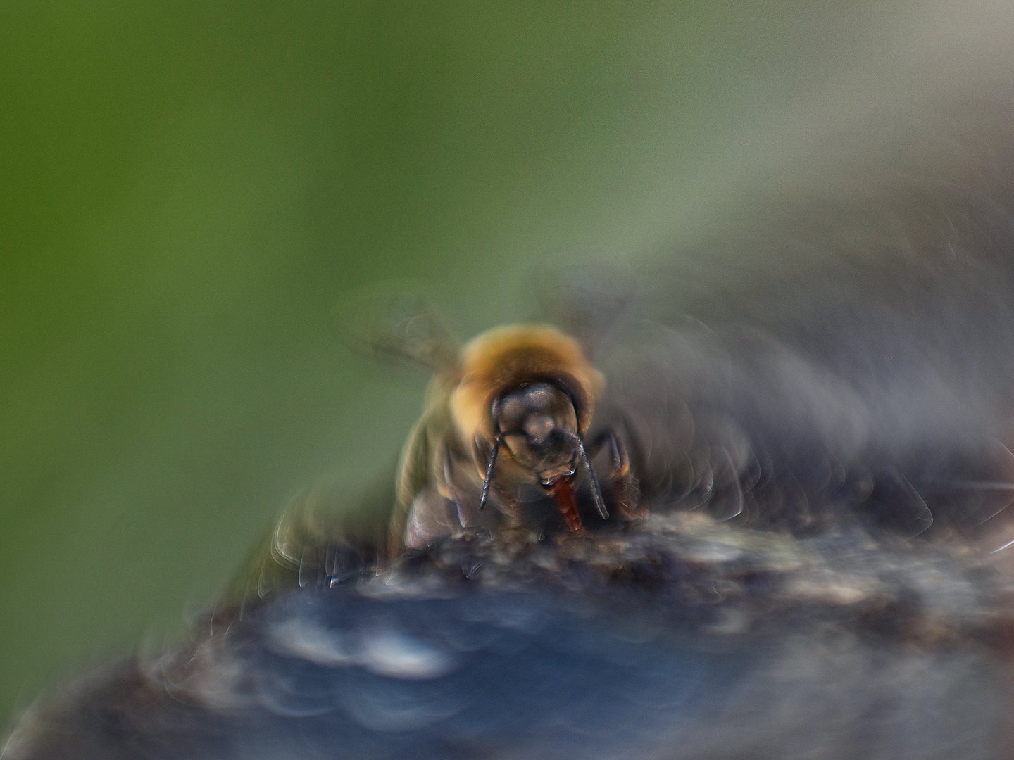 Bienenkustfotografie