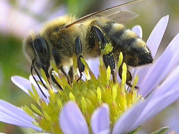 Bienenlabung