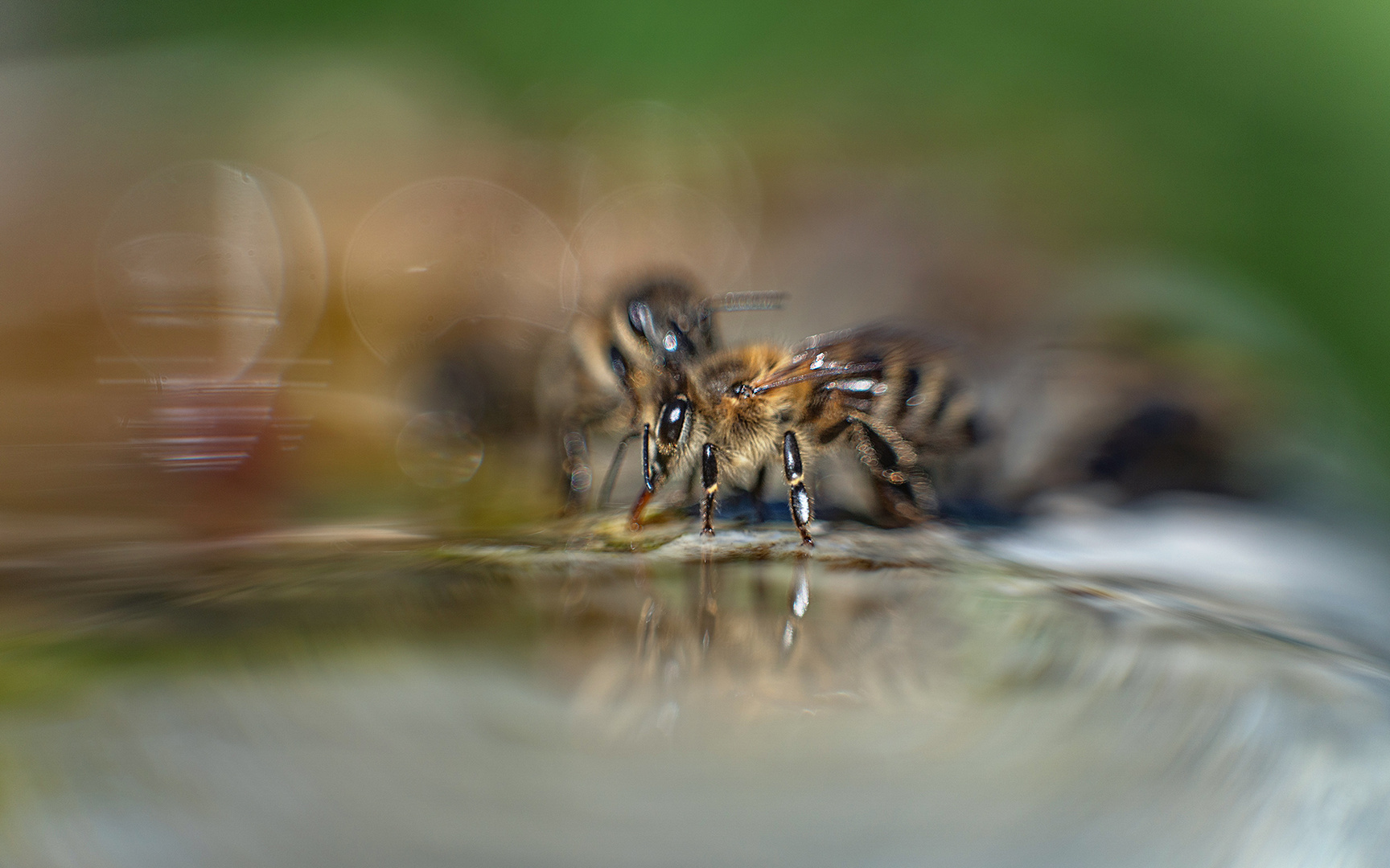 BienenLand