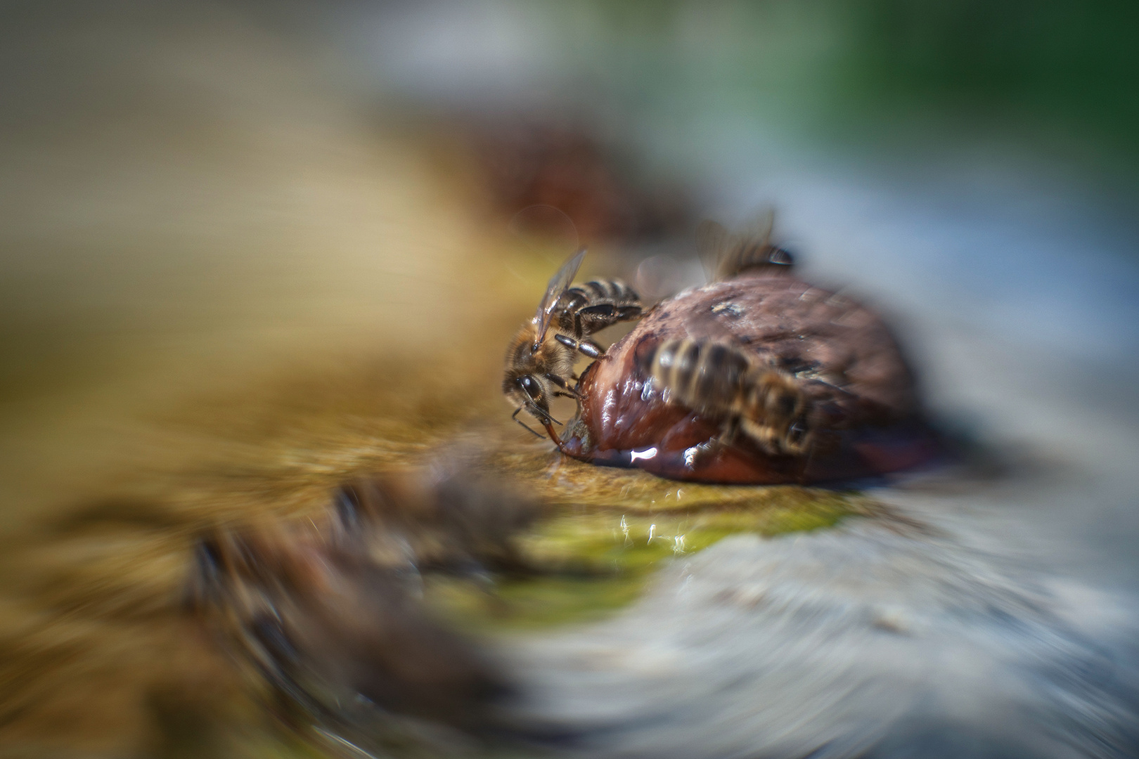 Bienenland...