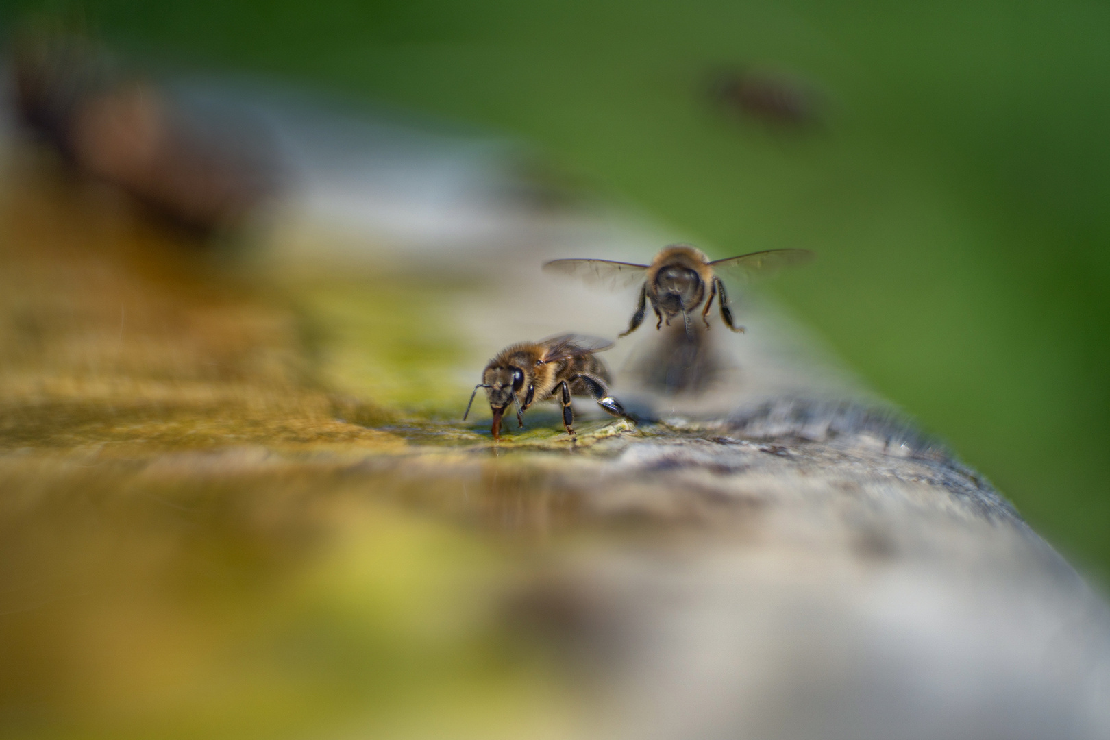 Bienenland...