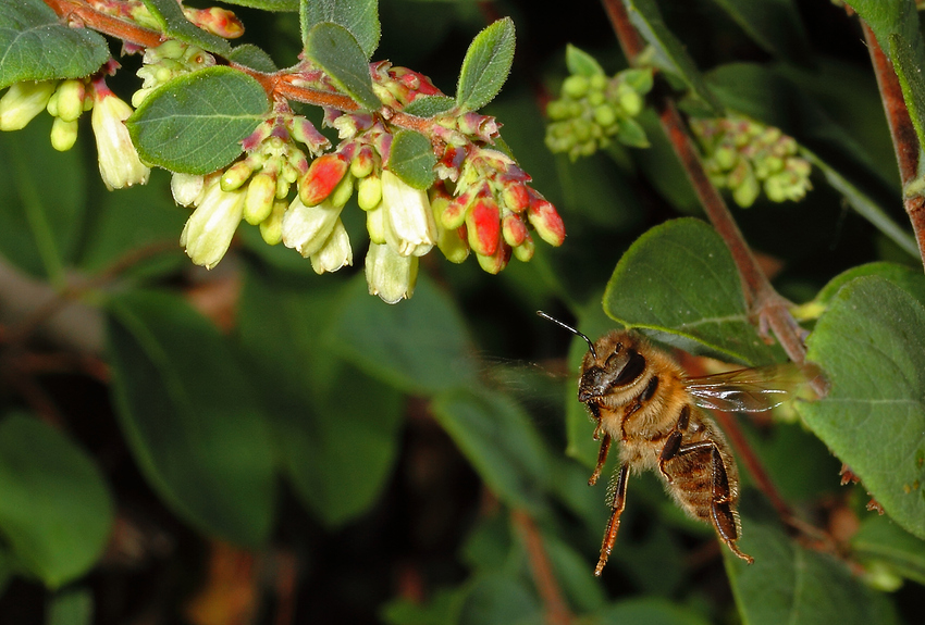 Bienenlandung... ich lande - weg da...