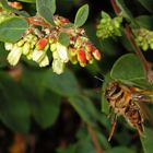 Bienenlandung... ich lande - weg da...