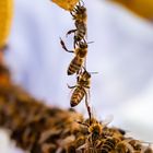 Bienenleiter