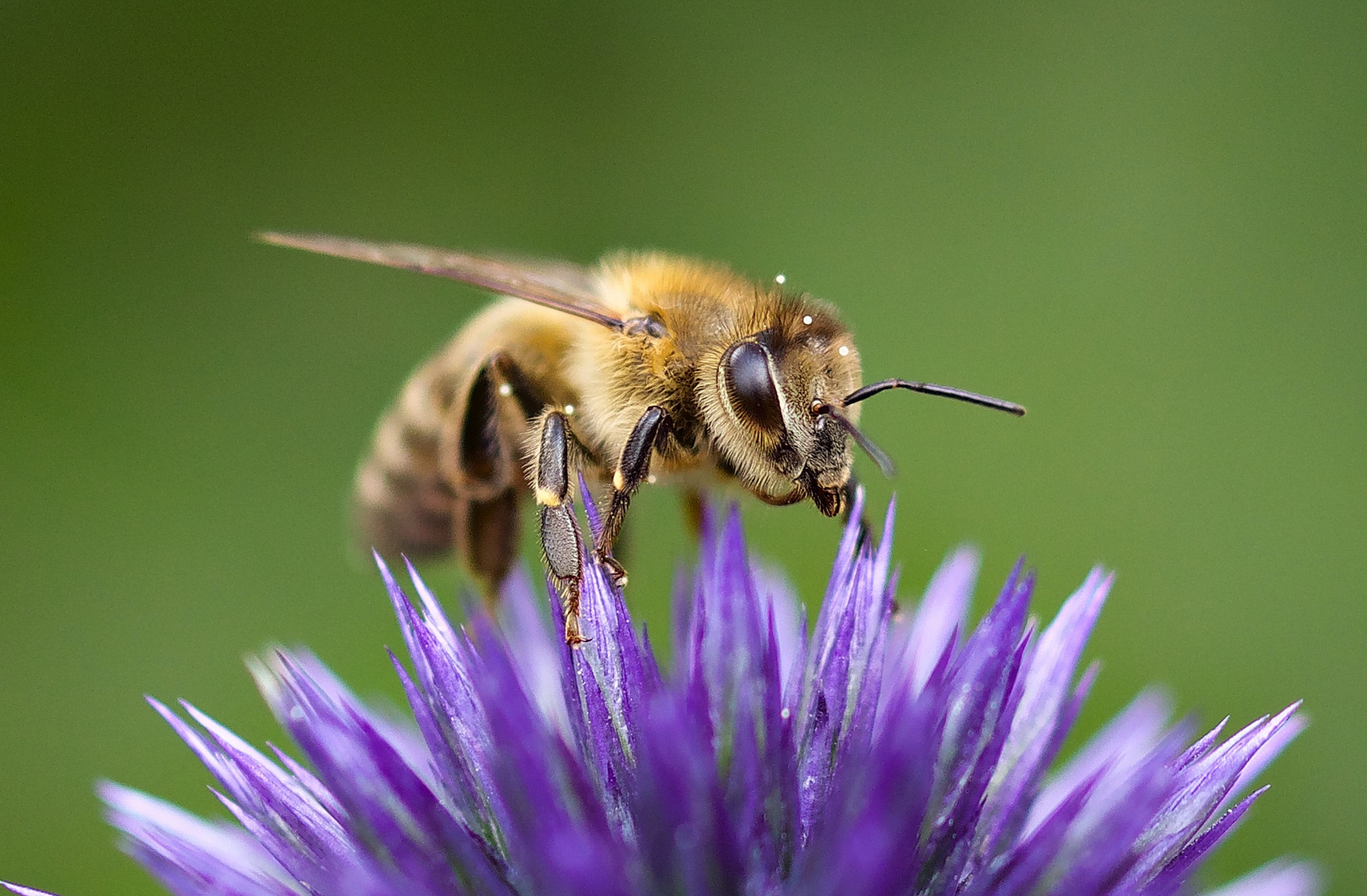 Bienenliebe 