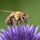 Bienenliebe 