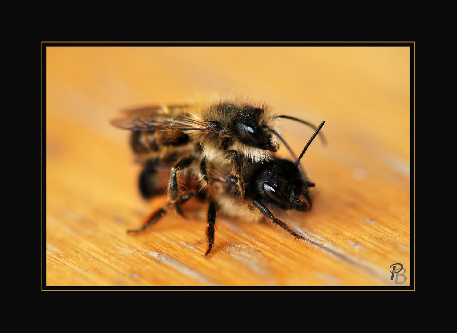 Bienenliebe