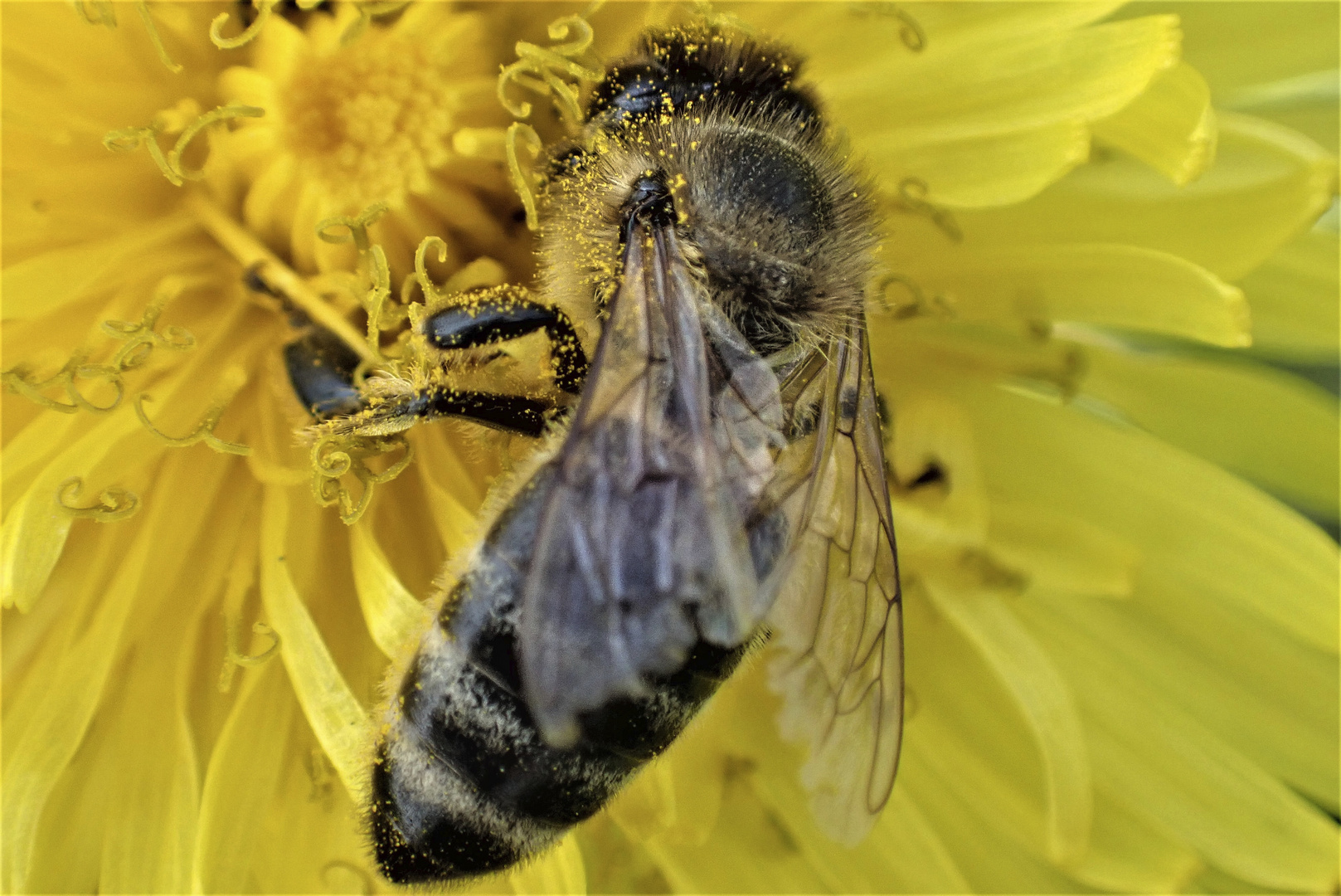 Bienenlunch gegen Mittag