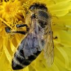 Bienenlunch gegen Mittag