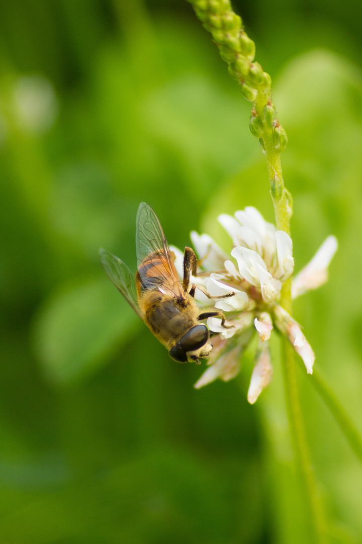 Bienenmahl