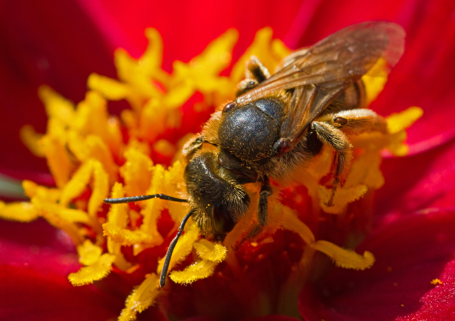 Bienenmahlzeit