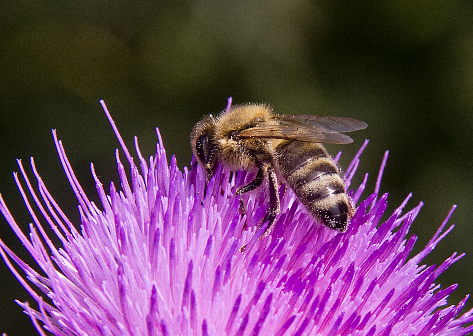 Bienenmahlzeit