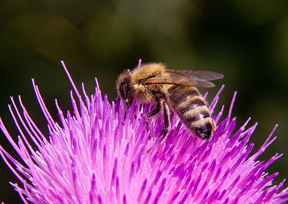 Bienenmahlzeit