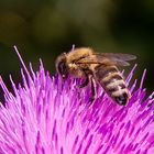 Bienenmahlzeit