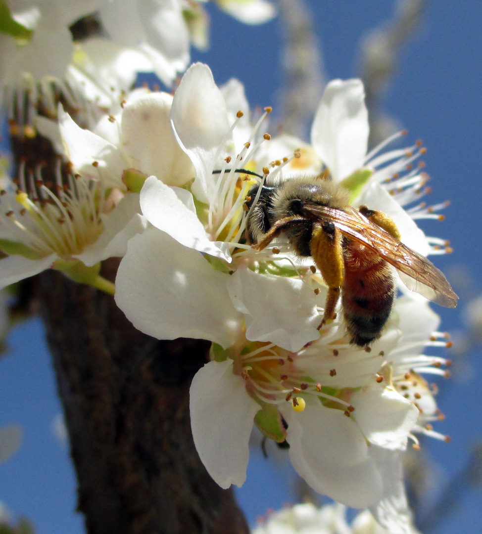 "Bienenmahlzeit"