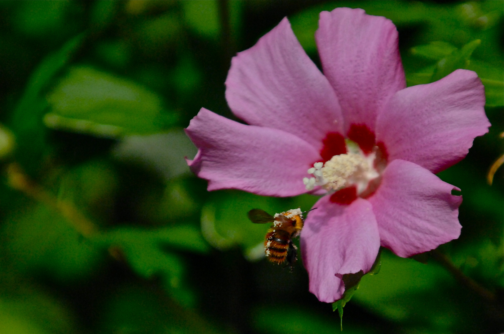 Bienenmahlzeit