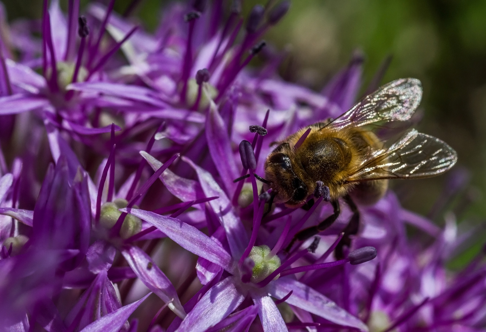 Bienenmahlzeit