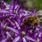 Bienenmahlzeit