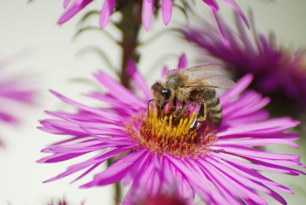 Bienenmakro