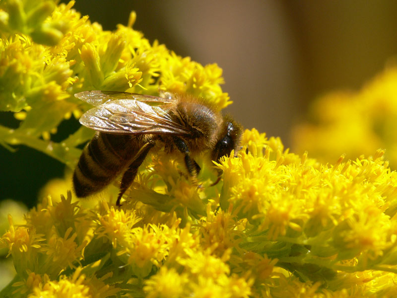 Bienenmakro 2