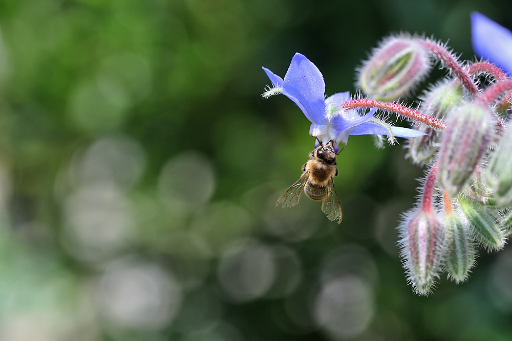 Bienenmakro