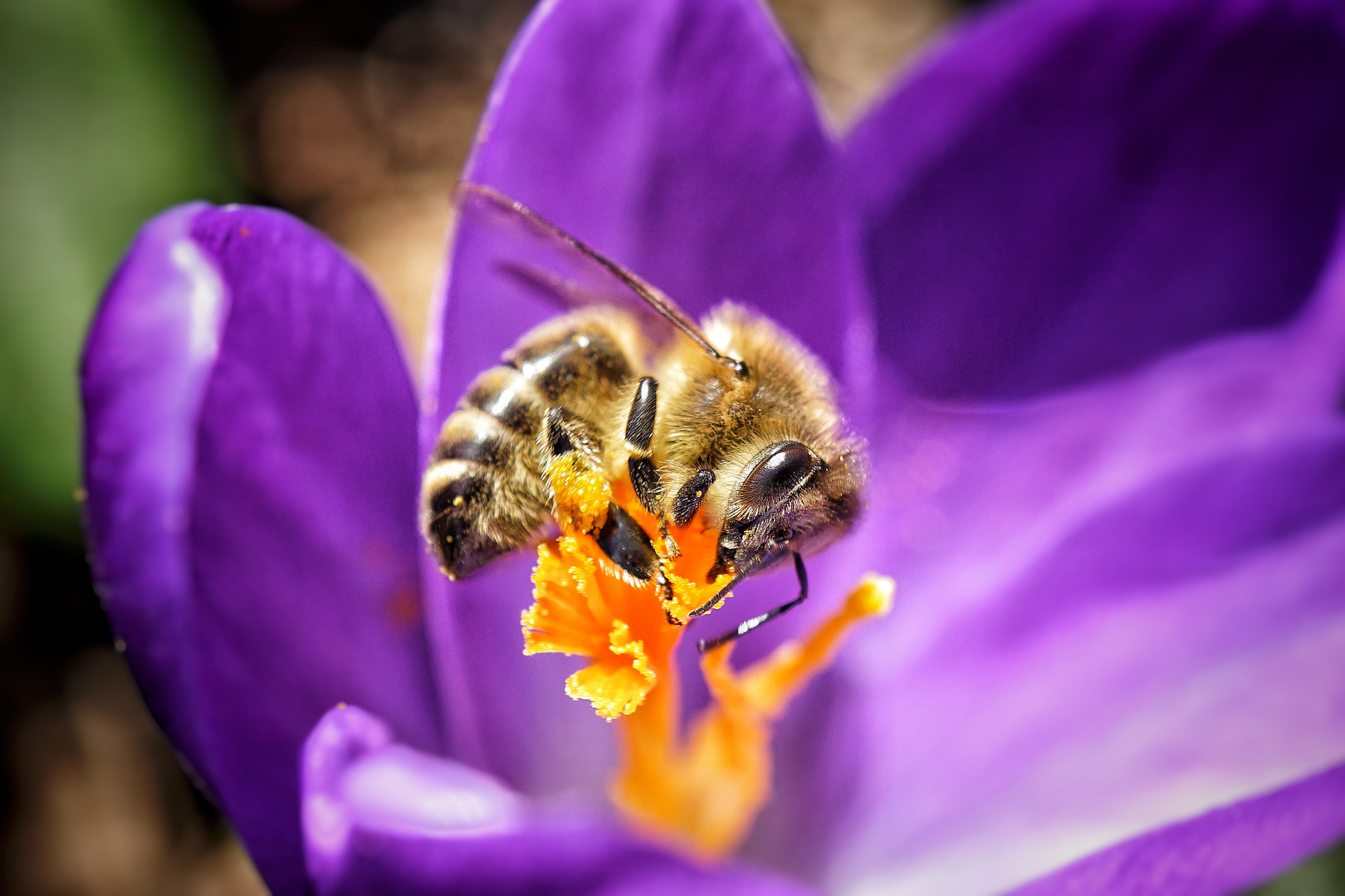 Bienenmakro