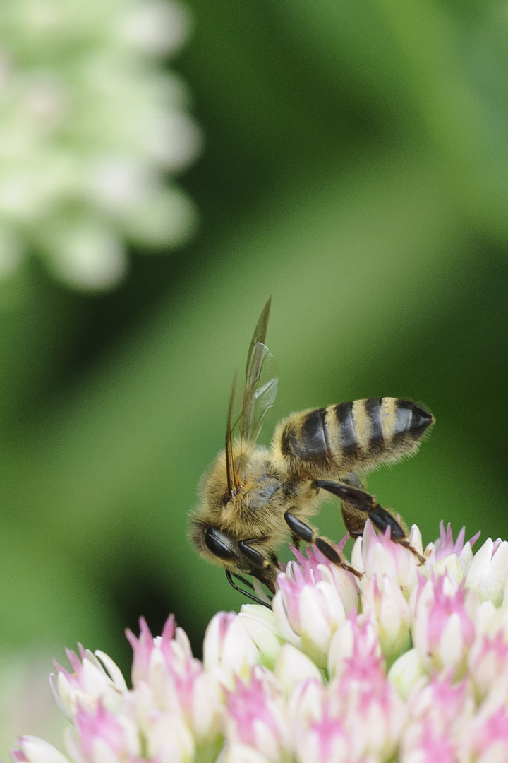 Bienenmakro