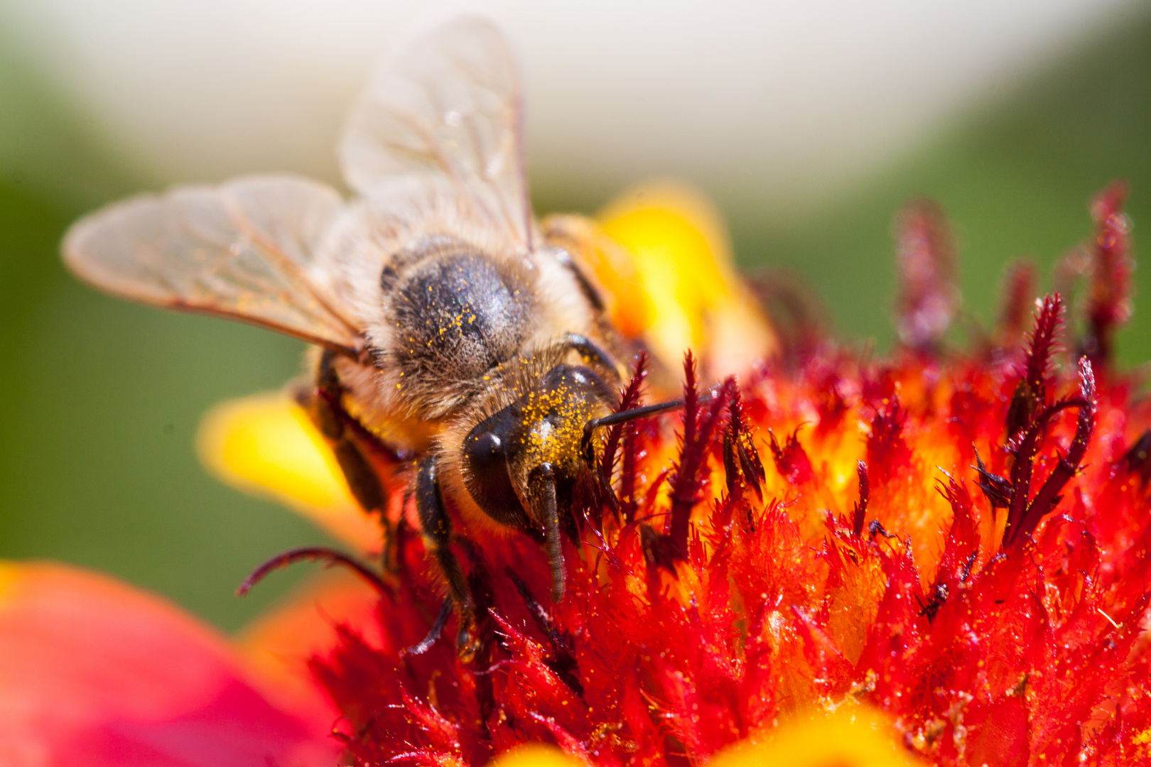 Bienenmakro