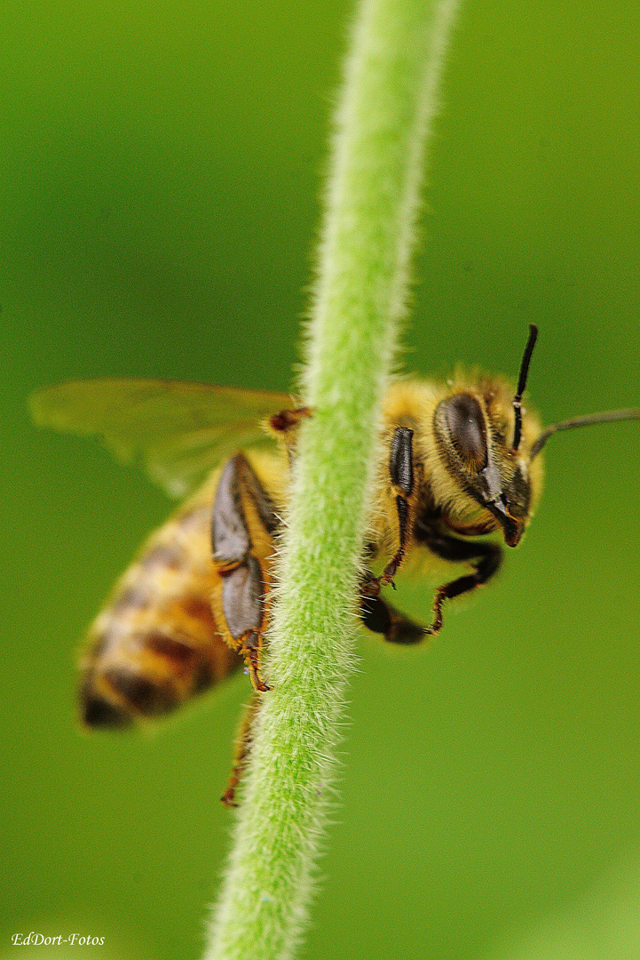 Bienenmakro 
