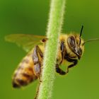 Bienenmakro 