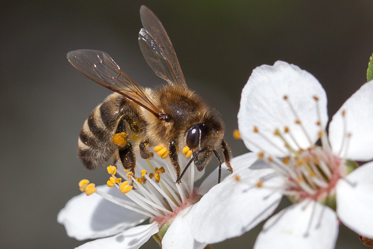 Bienenmakro