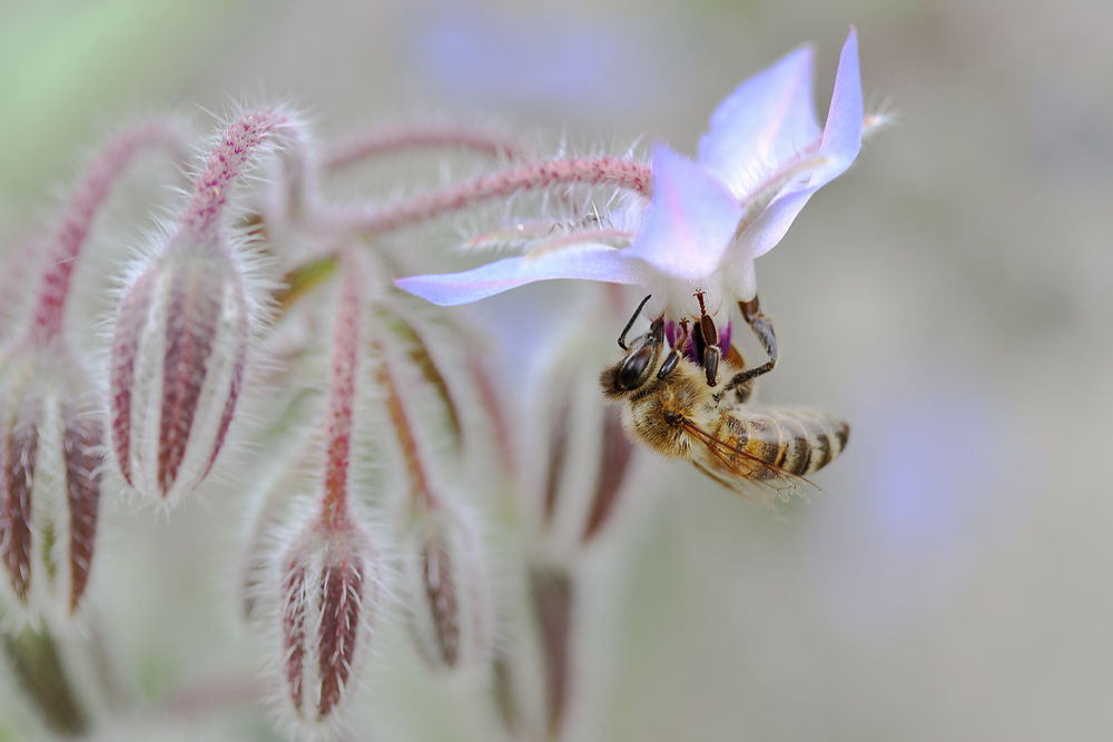 Bienenmakro am Borretsch