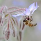 Bienenmakro am Borretsch