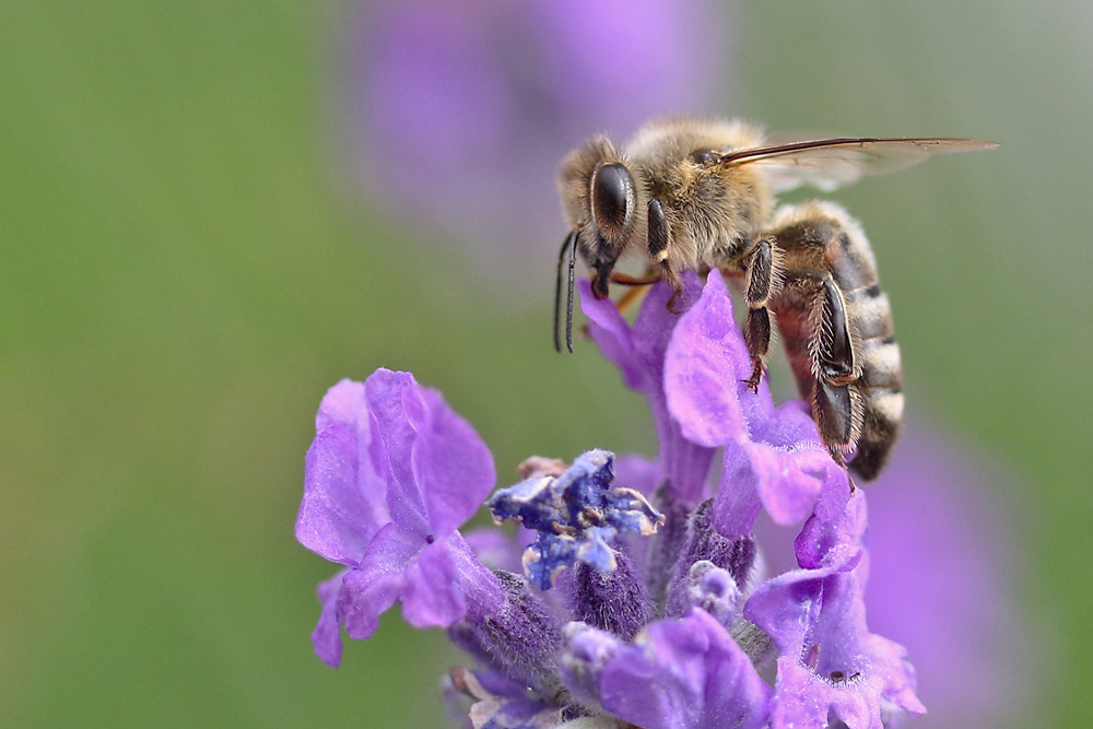 Bienenmakro am Lavendel