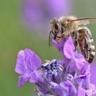 Bienenmakro am Lavendel