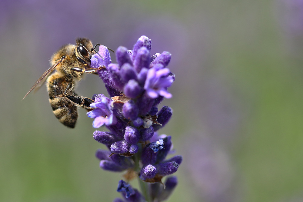 Bienenmakro am Lavendel