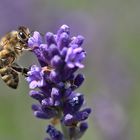 Bienenmakro am Lavendel