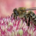 Bienenmakro an der fetten Henne