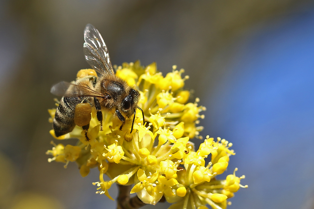 Bienenmakro an gelben Blüten