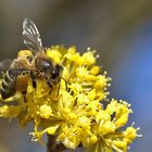 Bienenmakro an gelben Blüten