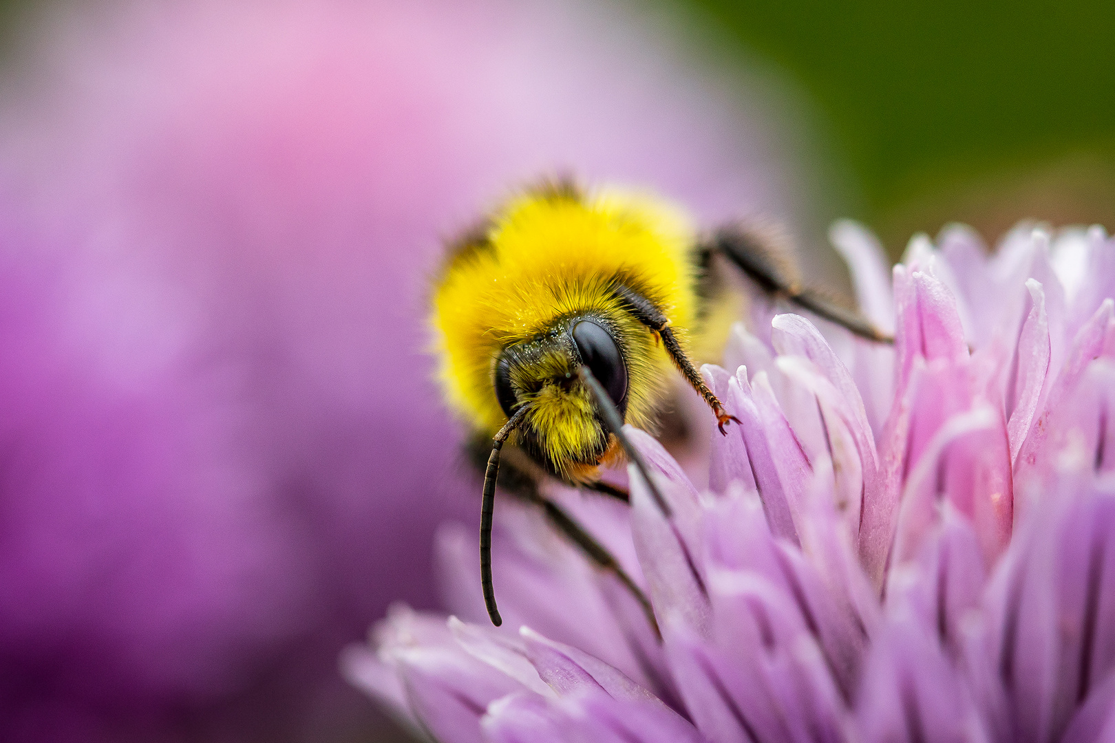 Bienenmakro