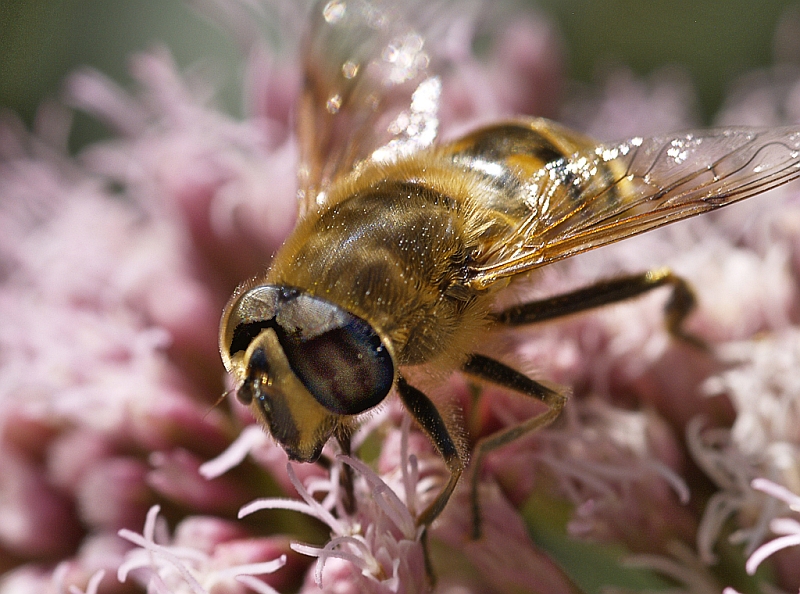 Bienenmakro