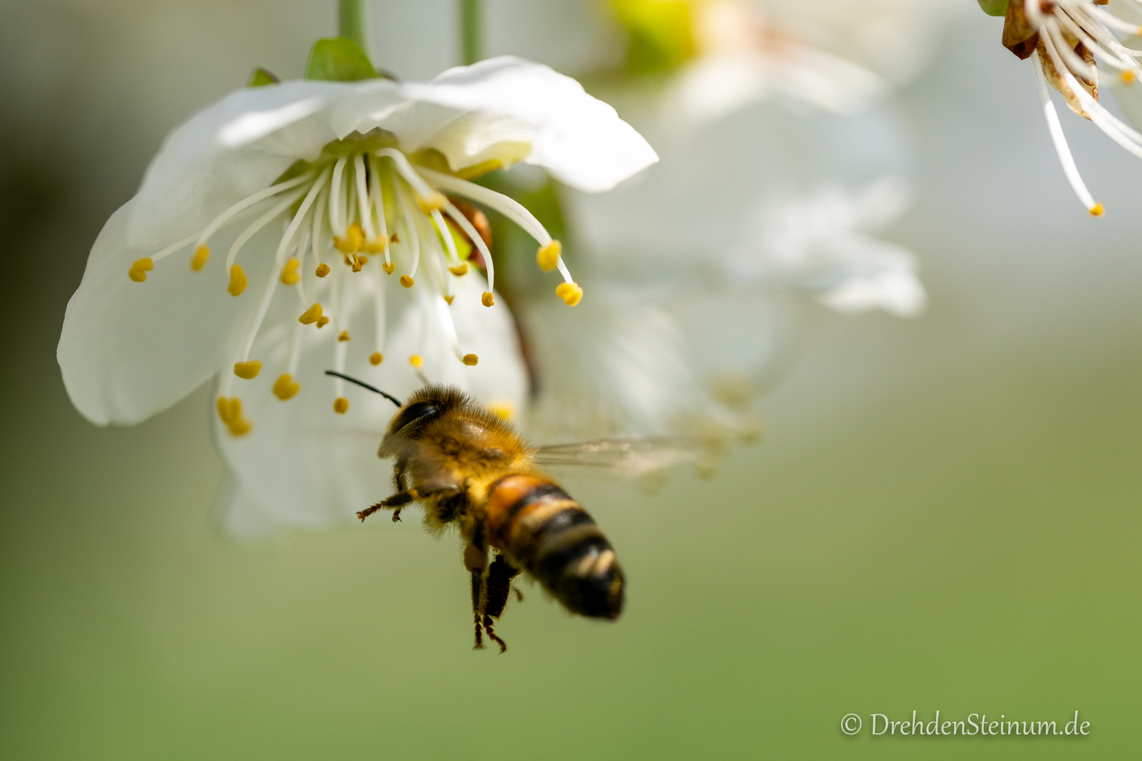 Bienenmakro