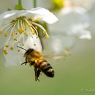 Bienenmakro