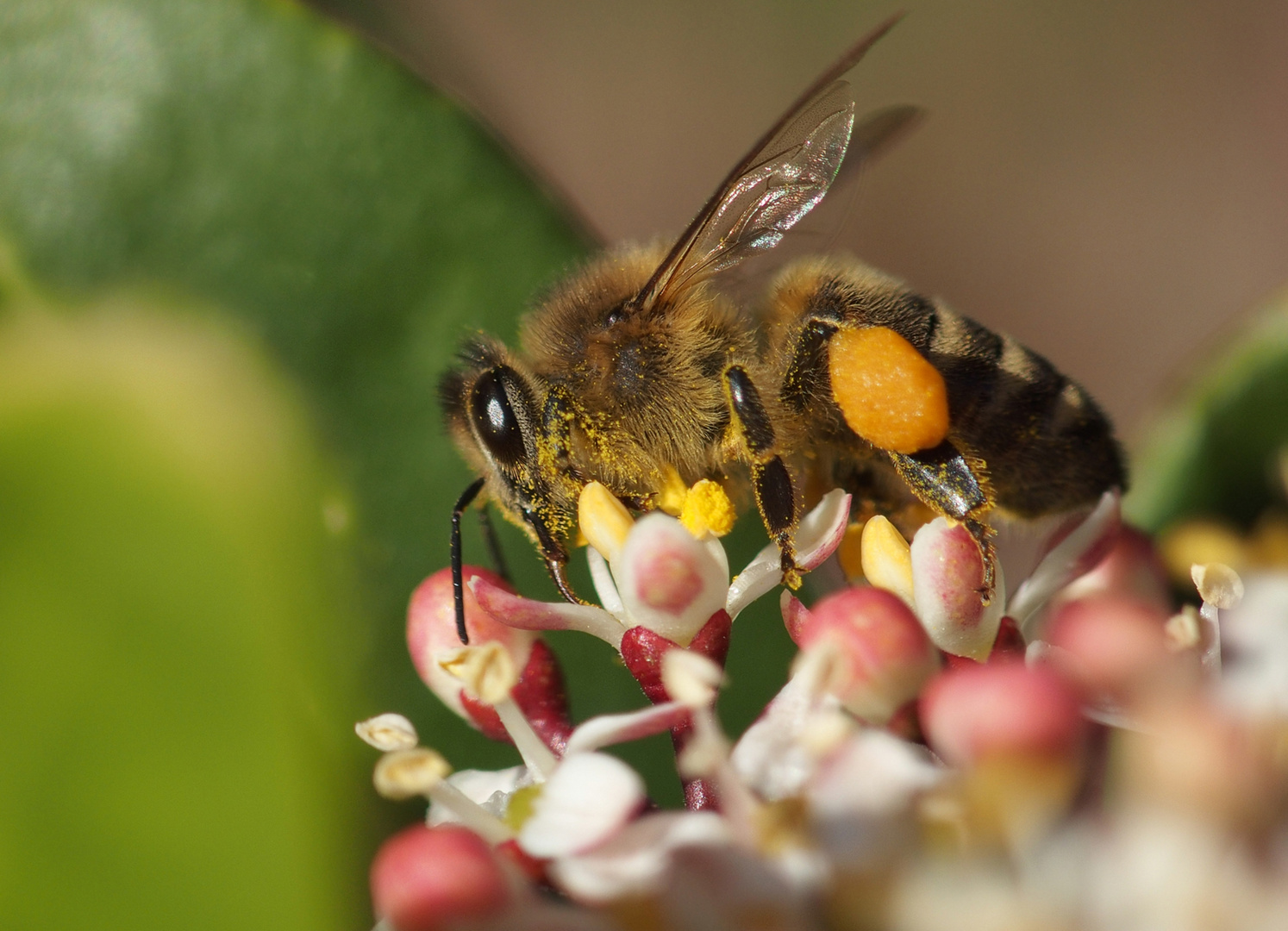 Bienenmakro_01