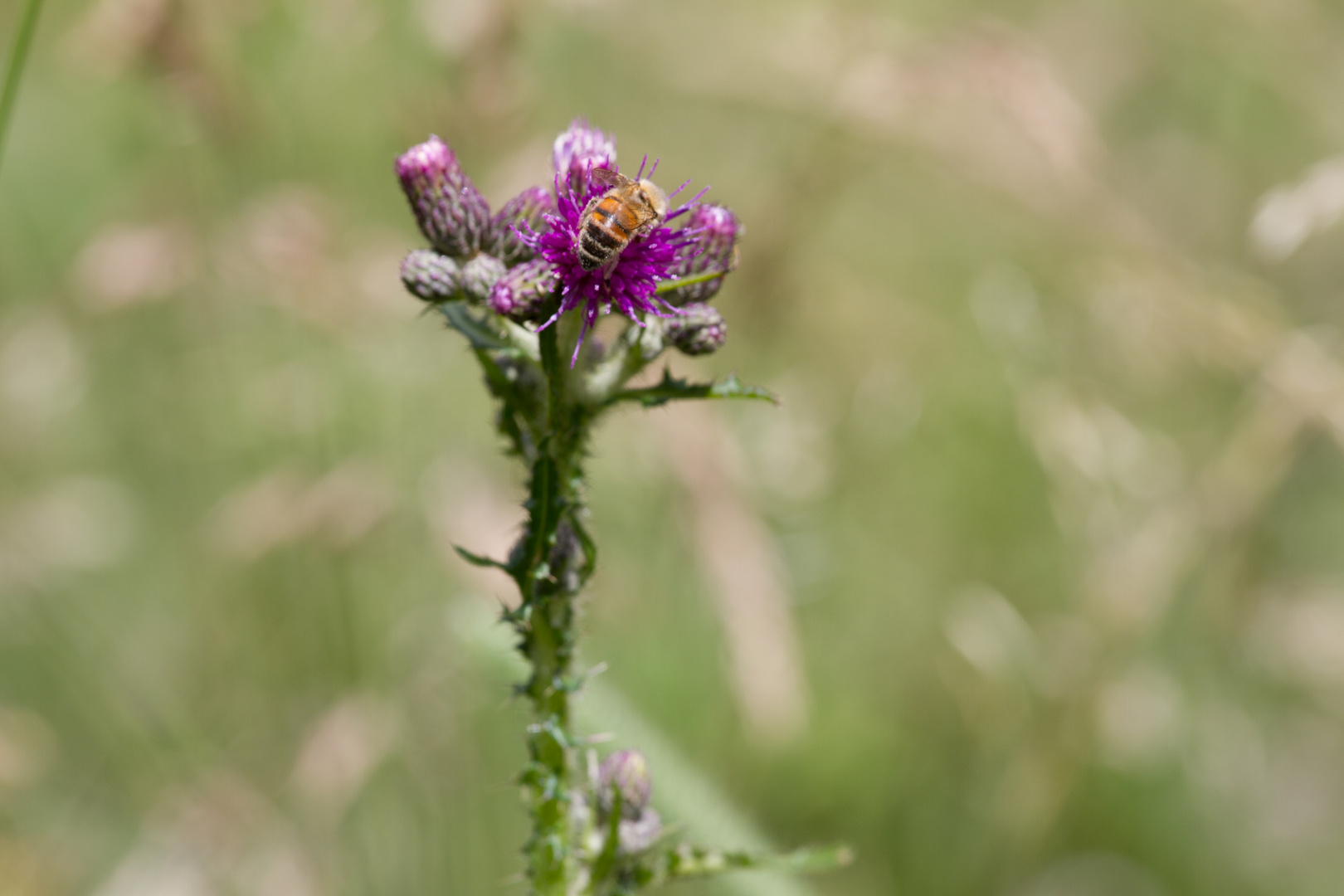 Bienenmittagsmahlzeit