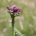 Bienenmittagsmahlzeit